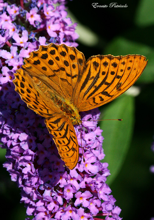 Argynnis paphia